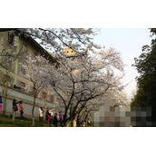 人民樱花公园是什么梗