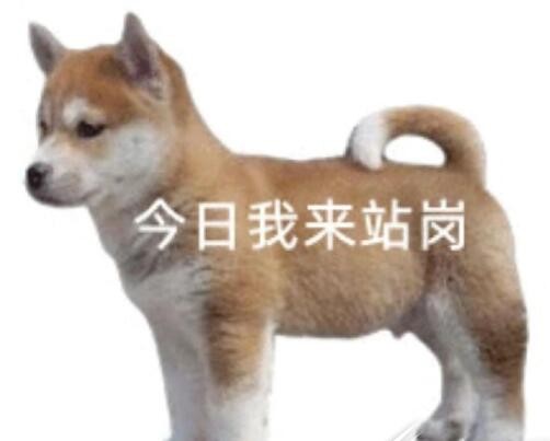 四六级站岗小狗是什么梗