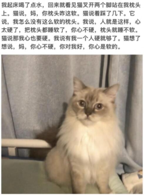 小猫文学是什么梗