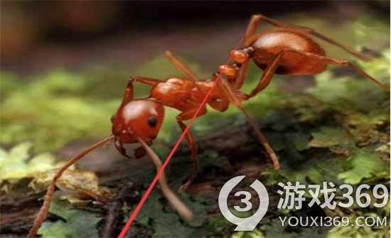 《小小蚁国》初期玩法思路总结 新手玩法思路总结