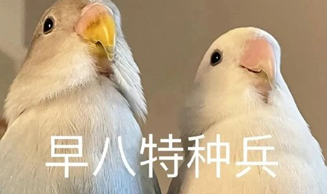 《抖音》大学生报复性旅游是什么梗