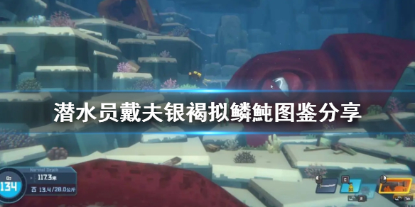 《潜水员戴夫》银褐拟鳞魨图鉴分享     银褐拟鳞魨怎么抓？