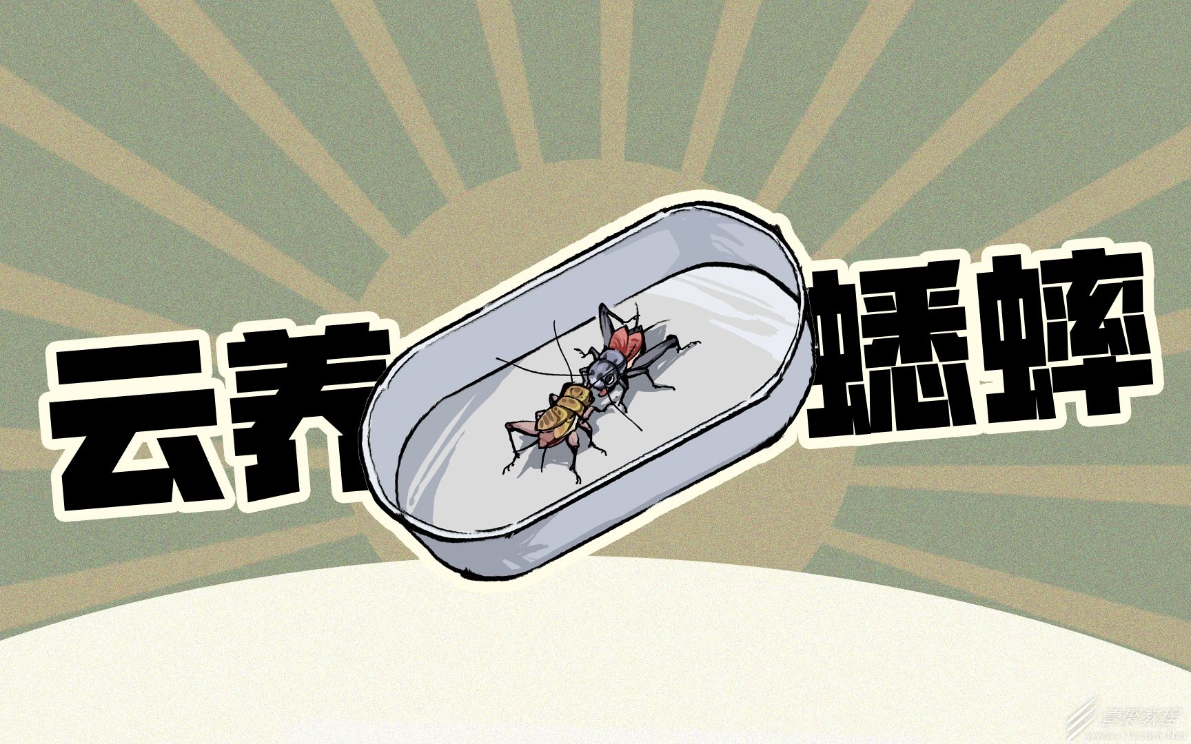 沉默的蟋蟀虫王培养方法