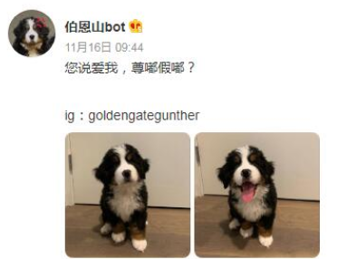 你说爱我尊嘟假嘟怎么回答 尊嘟假嘟回复介绍