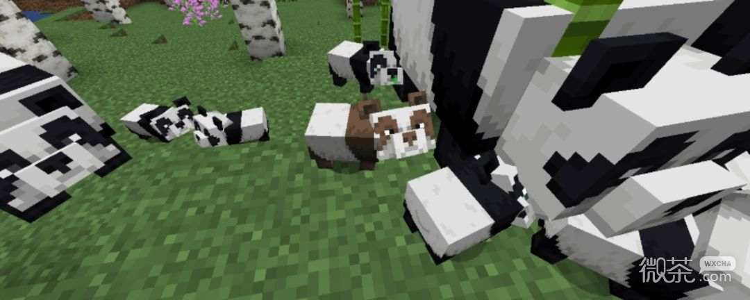 我的世界七夕青鸟刷取地点详情