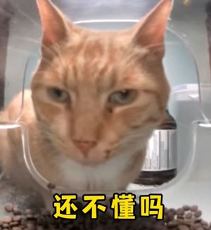 《抖音》新鲜哥橘猫最新梗图无水印表情包下载