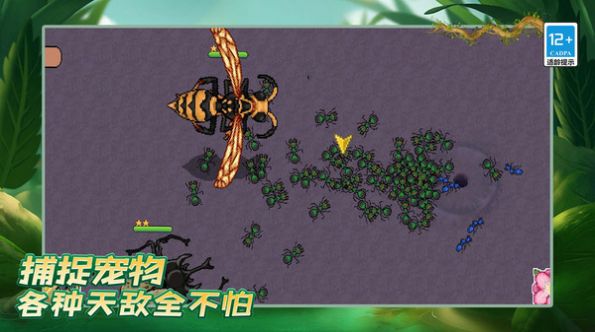 蚂蚁之王安装