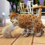 猫咪想恋爱最新版