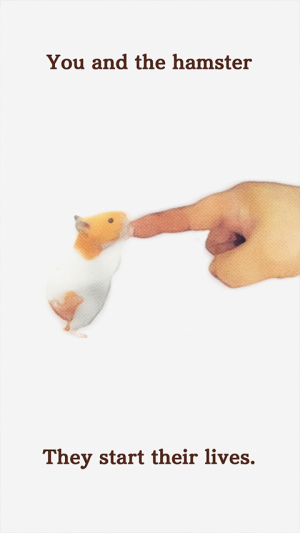 我的小仓鼠
