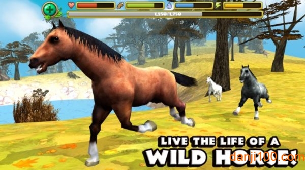 Horse Sim