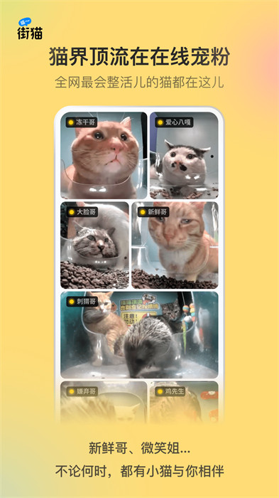 哈啰街猫