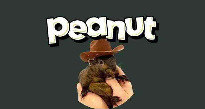 松鼠币(PNUT)是什么能否达到$10?PNUT币价格预测