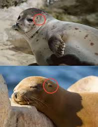 海狮和海豹的主要区别是什么